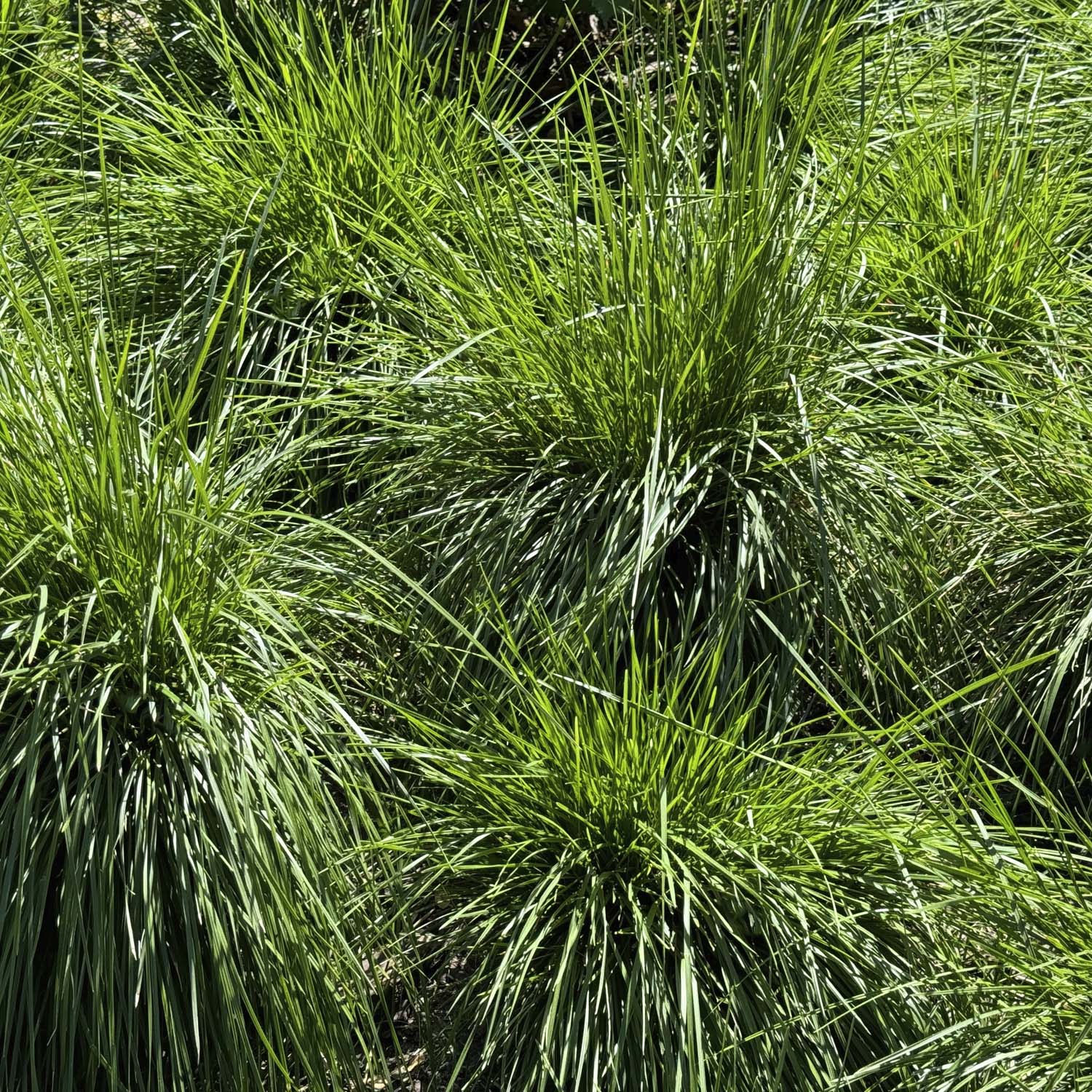 Tufted Hairgrass For Shady Conditions