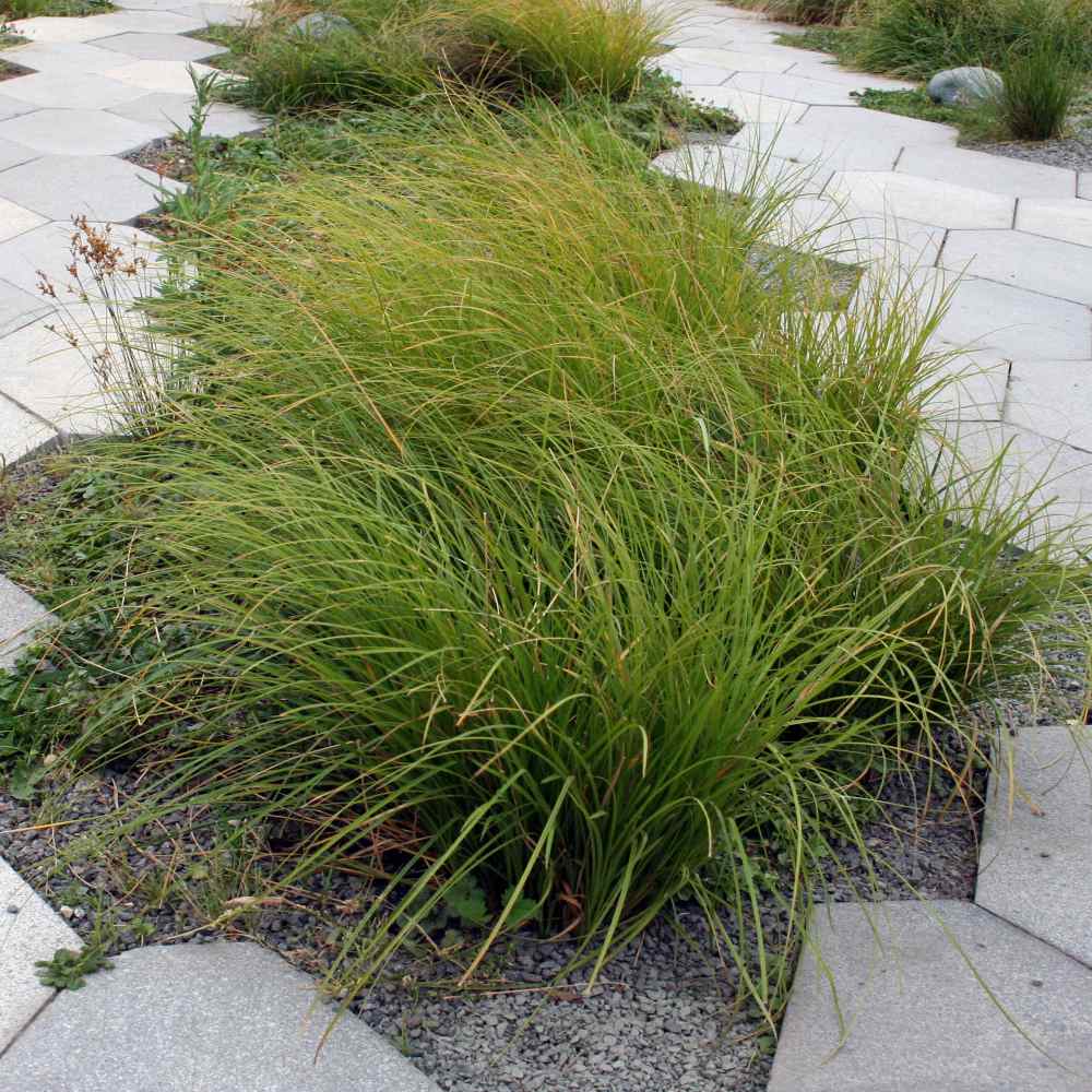 Tufted Hairgrass Ornamental Grass