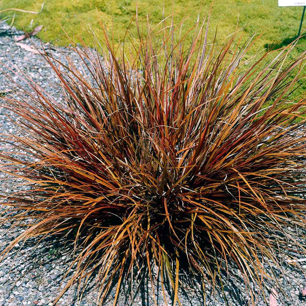 Uncinia Rubra Seeds Red Hook Sedge Ornamental Grass Seed