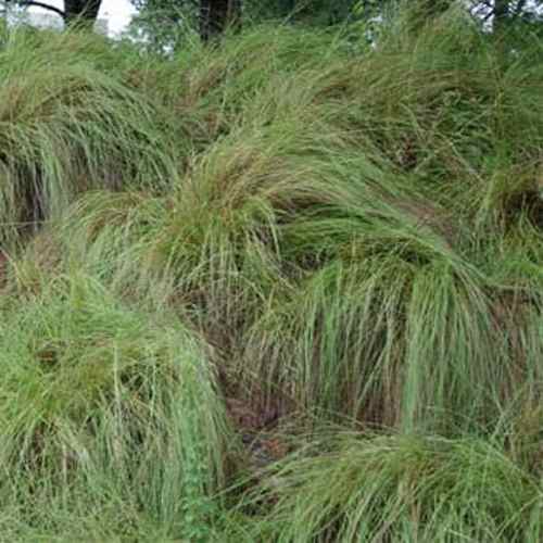 Weeping Lovegrass Seed