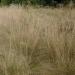 Weeping Lovegrass Plants