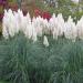 White Pampas Ornamental Grassk Plant