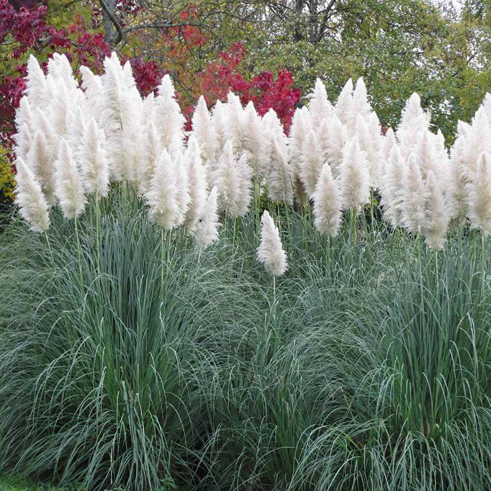 White Pampas Ornamental Grassk Plant