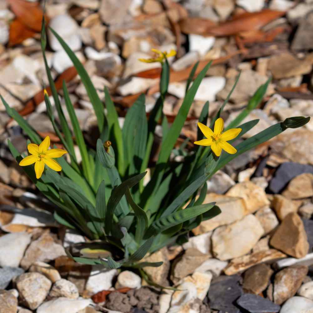 Yellow-eyed Grass Plants