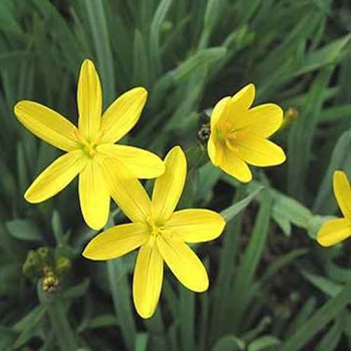 Sisyrinchium Californicum Plants