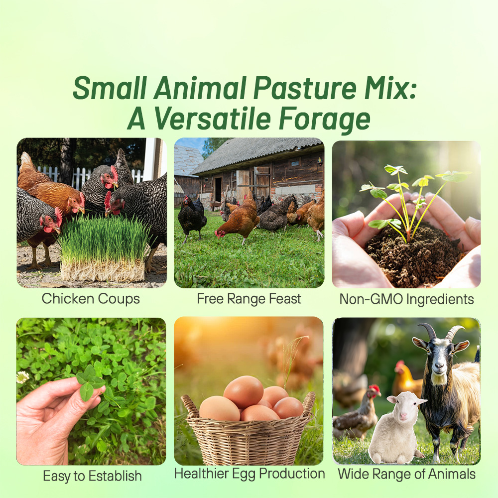 Chicken Pasture Seed Mix
