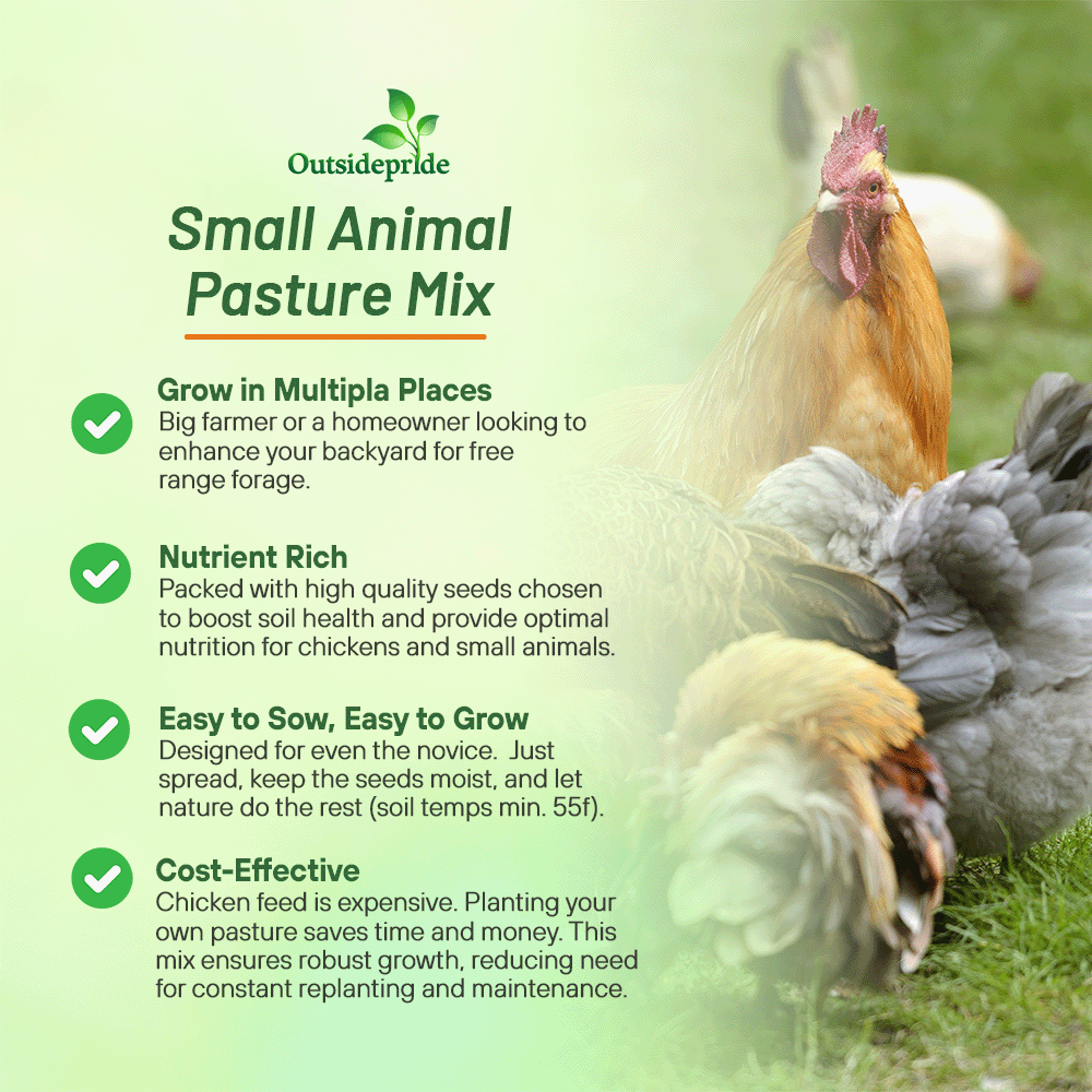 Pasture Seed For Chickens