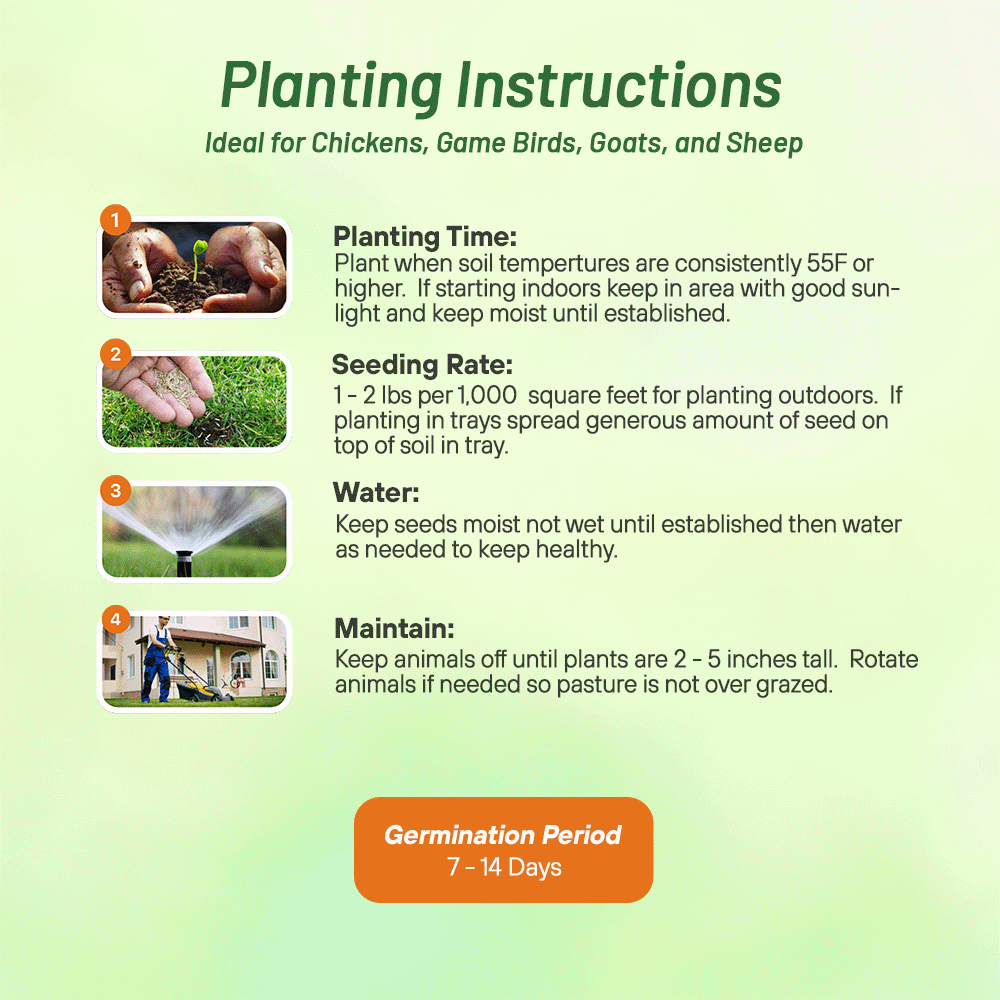 Chicken Forage Seed Mix