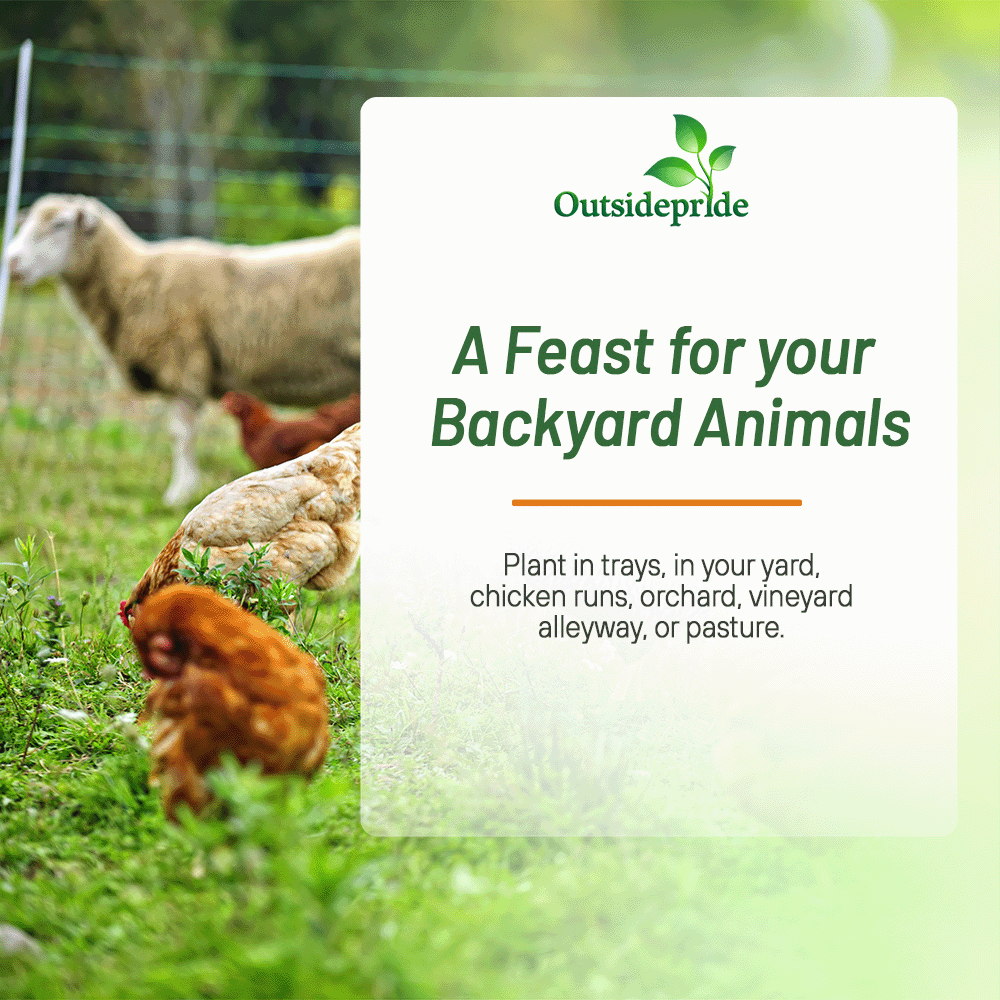 Chicken Pasture Forage Seed Mix