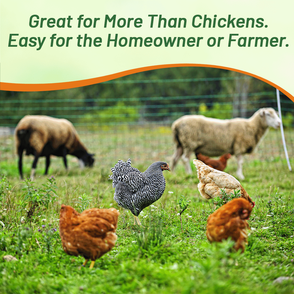 Chicken Pasture Seed Planting Directions