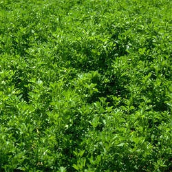 Vernal Alfalfa Seeds