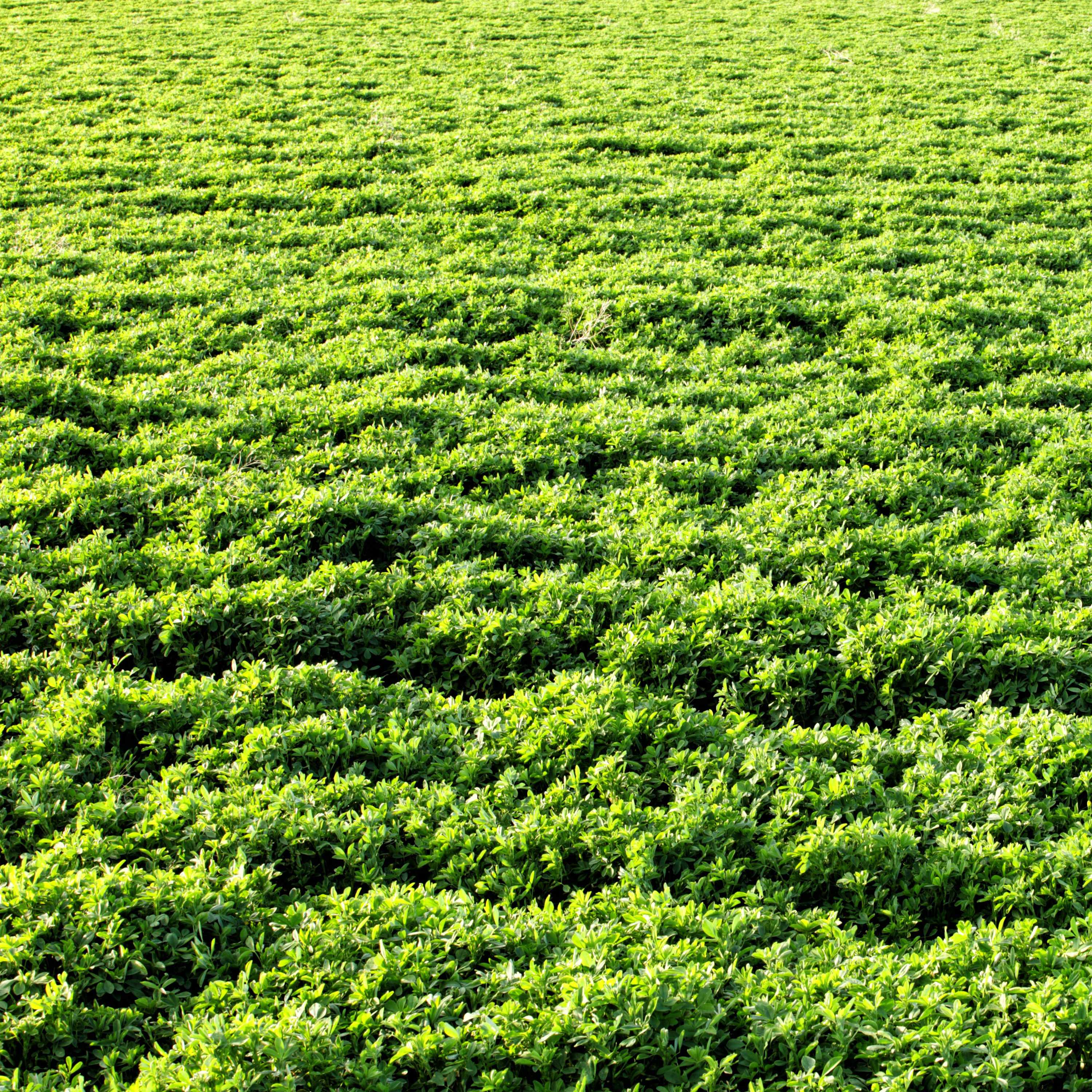 alfalfa for deer