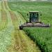 Alfalfa Plants