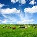 All Purpose Pasture Mixture