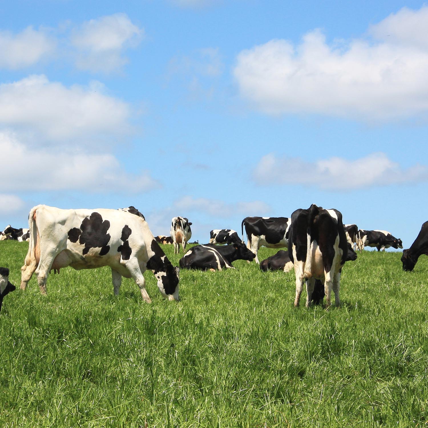All Purpose Pasture Seed Grass