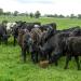 Abundant Annual Ryegrass Forage