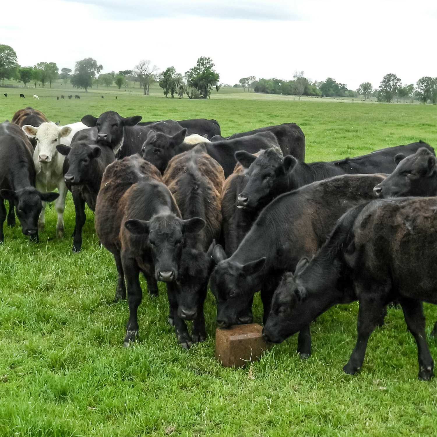 Annual Ryegrass