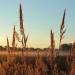 Big Bluestem Native Grass