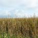 Big Bluestem Meadow Grass
