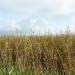 Big Bluestem Meadow Grass