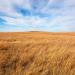 Big Bluestem Native Meadow Grass