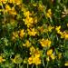 Birdsfoot Trefoil