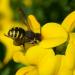 Birdsfoot Trefoil Flower