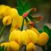 Birdsfoot Trefoil Plant