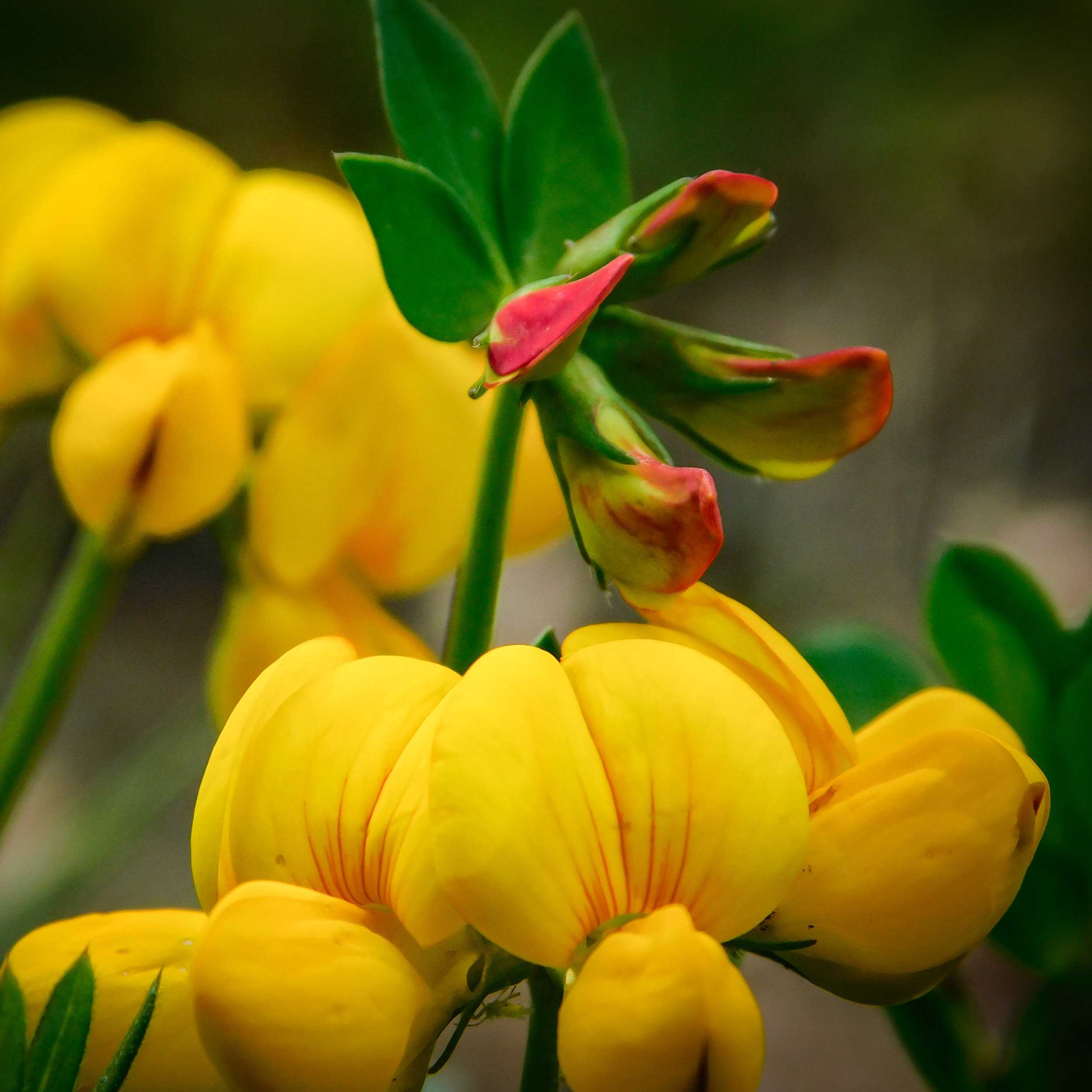 Birdsfoot Trefoil Legume Seed