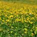 Birdsfoot Trefoil Pollinator