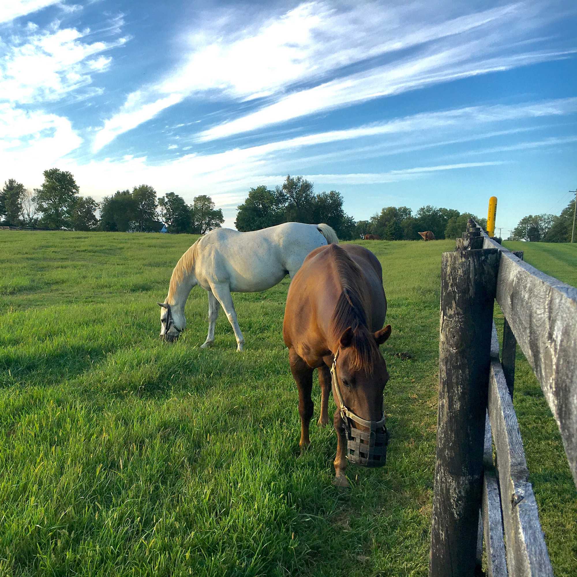 Filly Cold Tolerant Pasture Grass