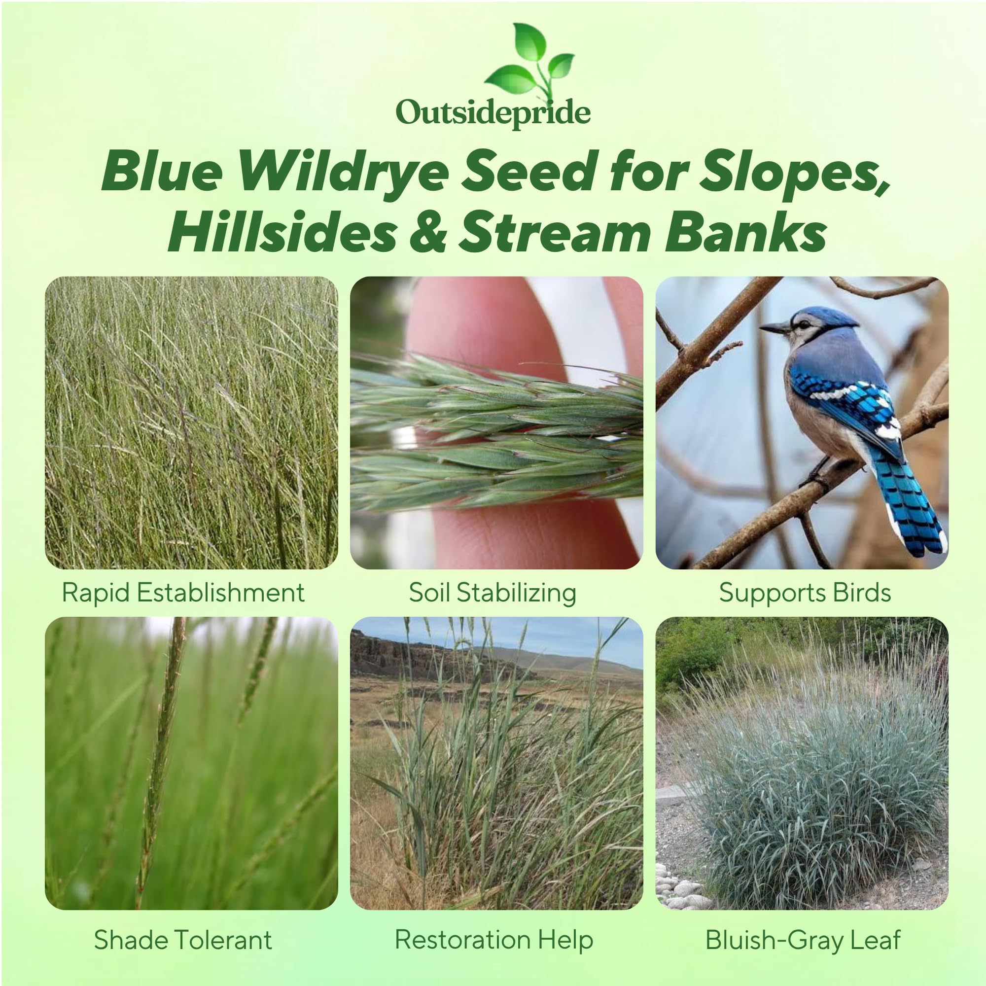 Blue Wildrye For Erosion Control