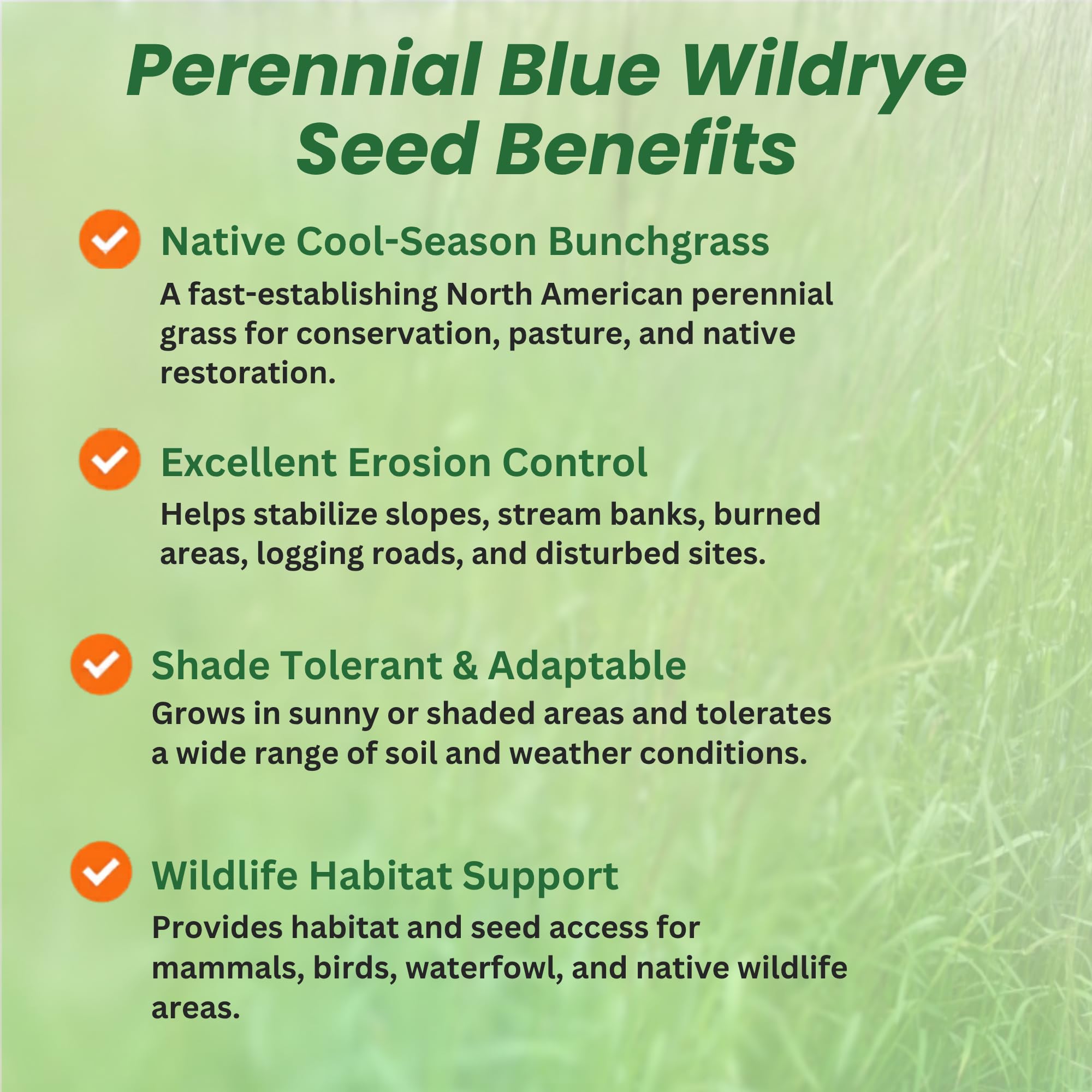Blue Wildrye Native Grass
