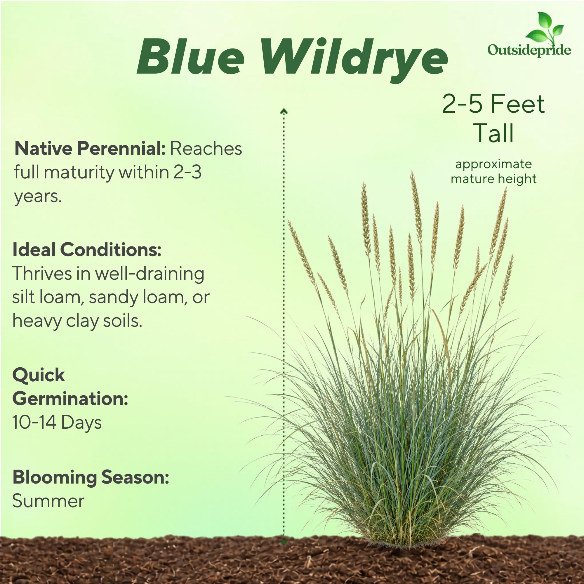 Blue Wildrye Pasture Grass