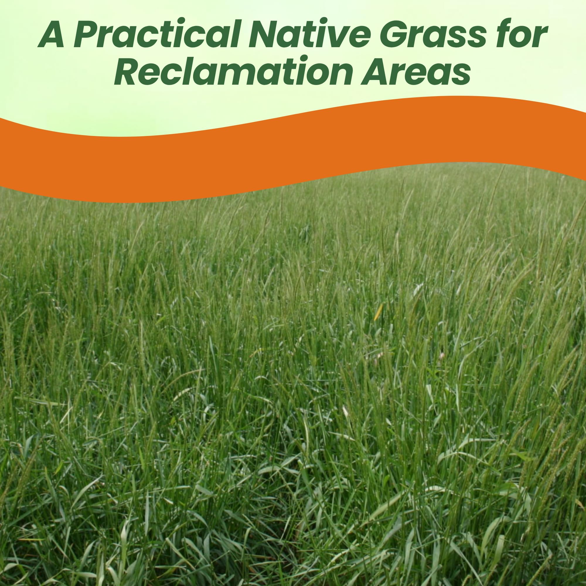 Blue Wildrye Drought Tolerant Grass