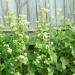 Buckwheat Field