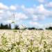 Buckwheat Grain Field