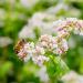 Buckwheat Bee Pollinator