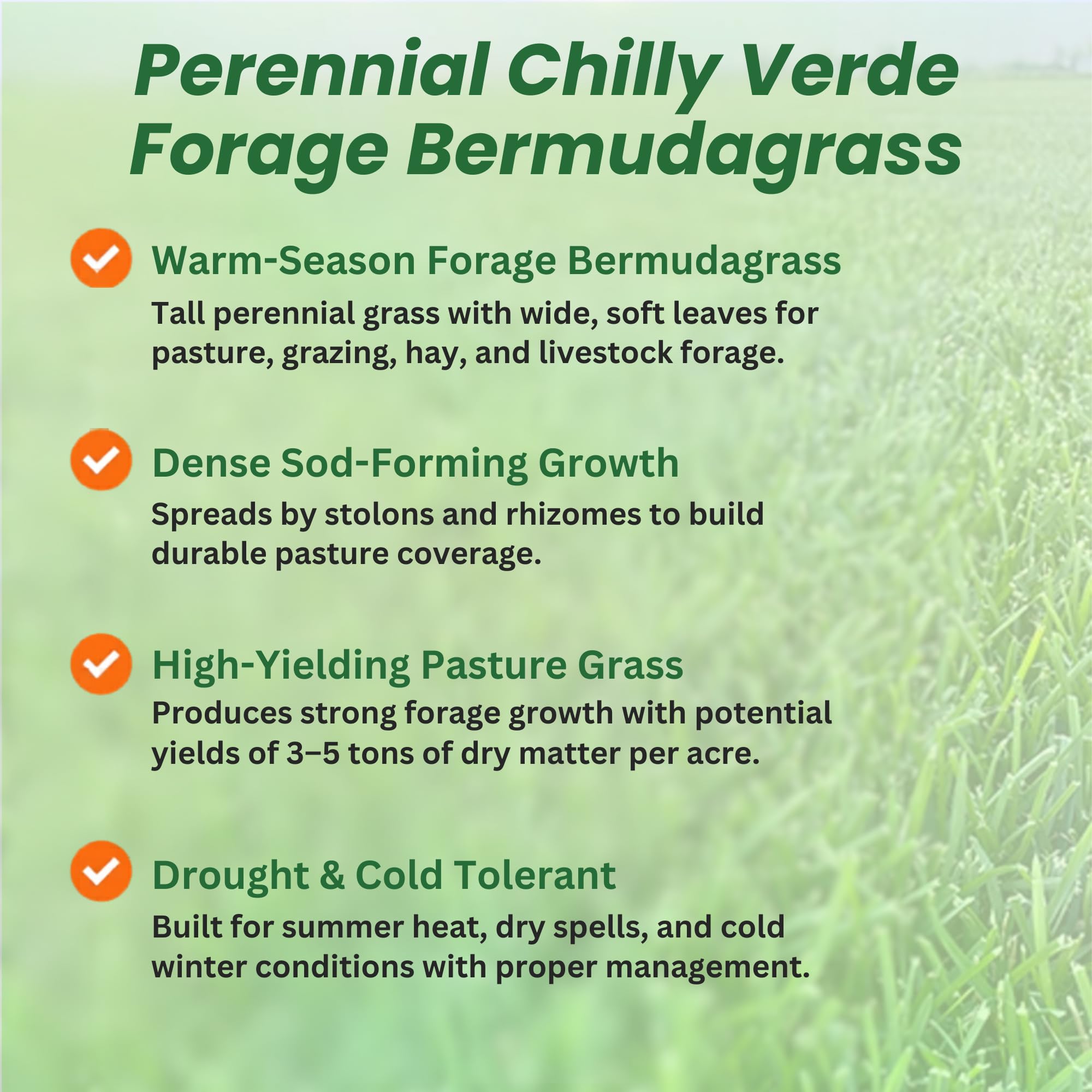 Chilly Verde Drought Tolerant Bermuda