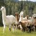 Alpaca Pasture Seed Mix