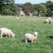 Llama and Sheep Pasture Grass