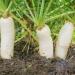 Daikon Radish Plants