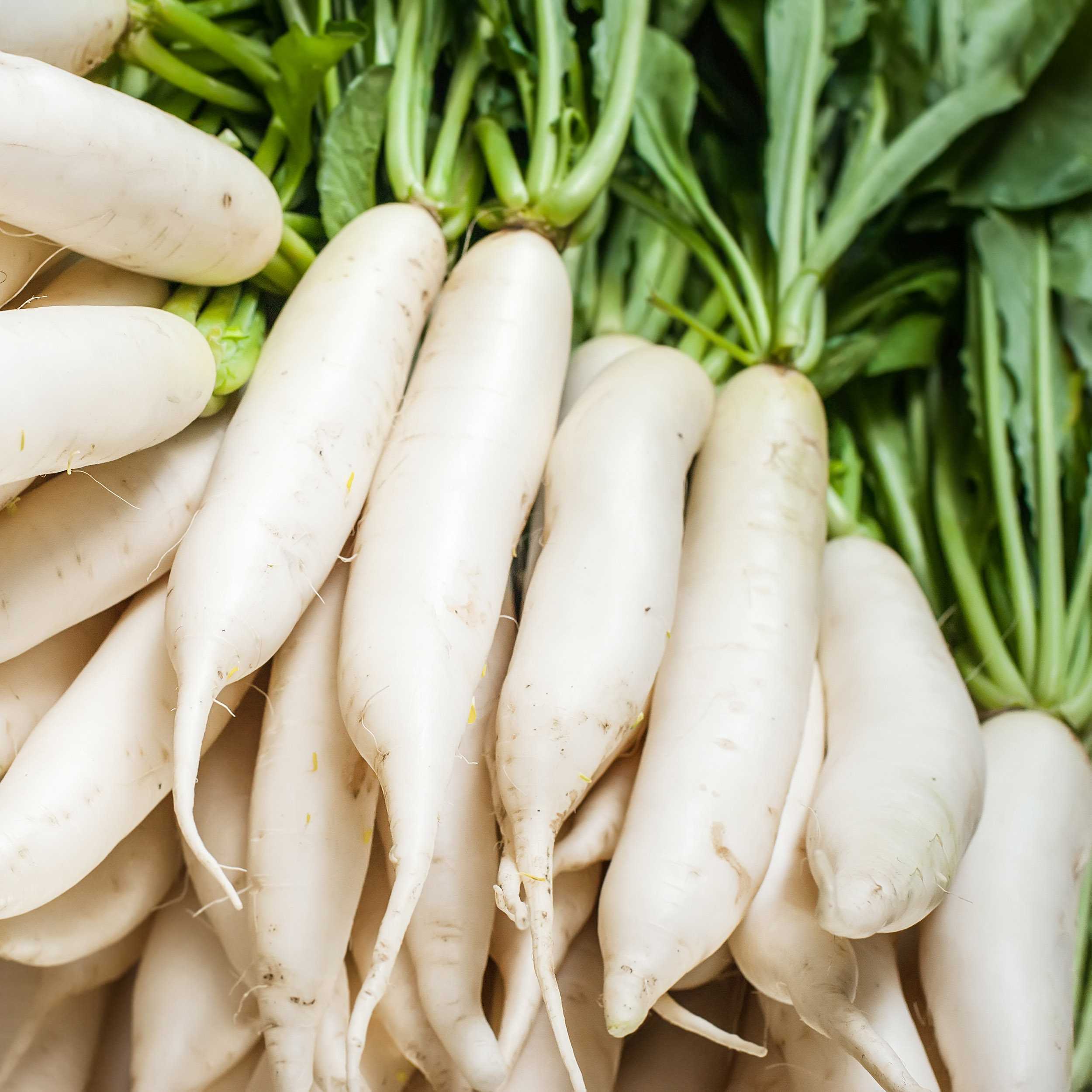 Daikon Radish Recipes Nz - Jansson S Temptation Daikon Radish Gratin - Recipes using daikon