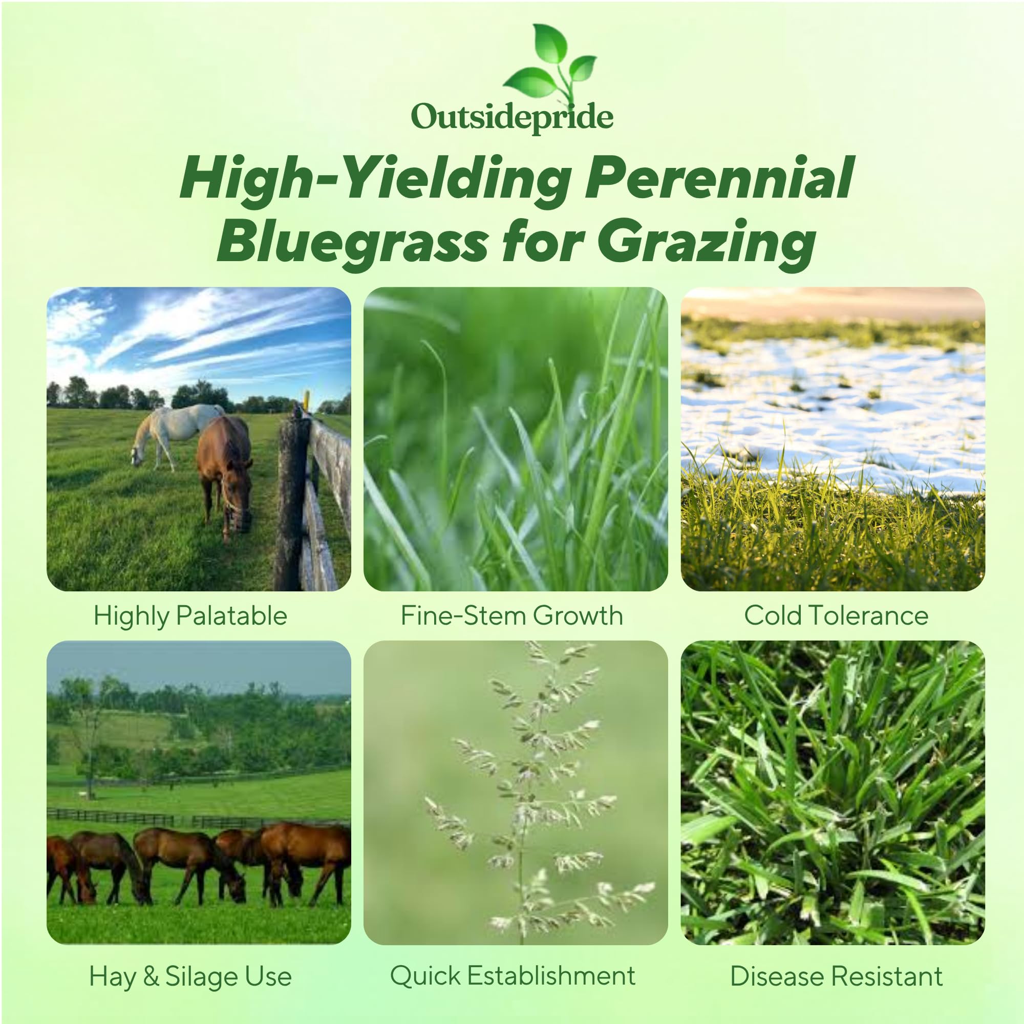 Forage Bluegrass