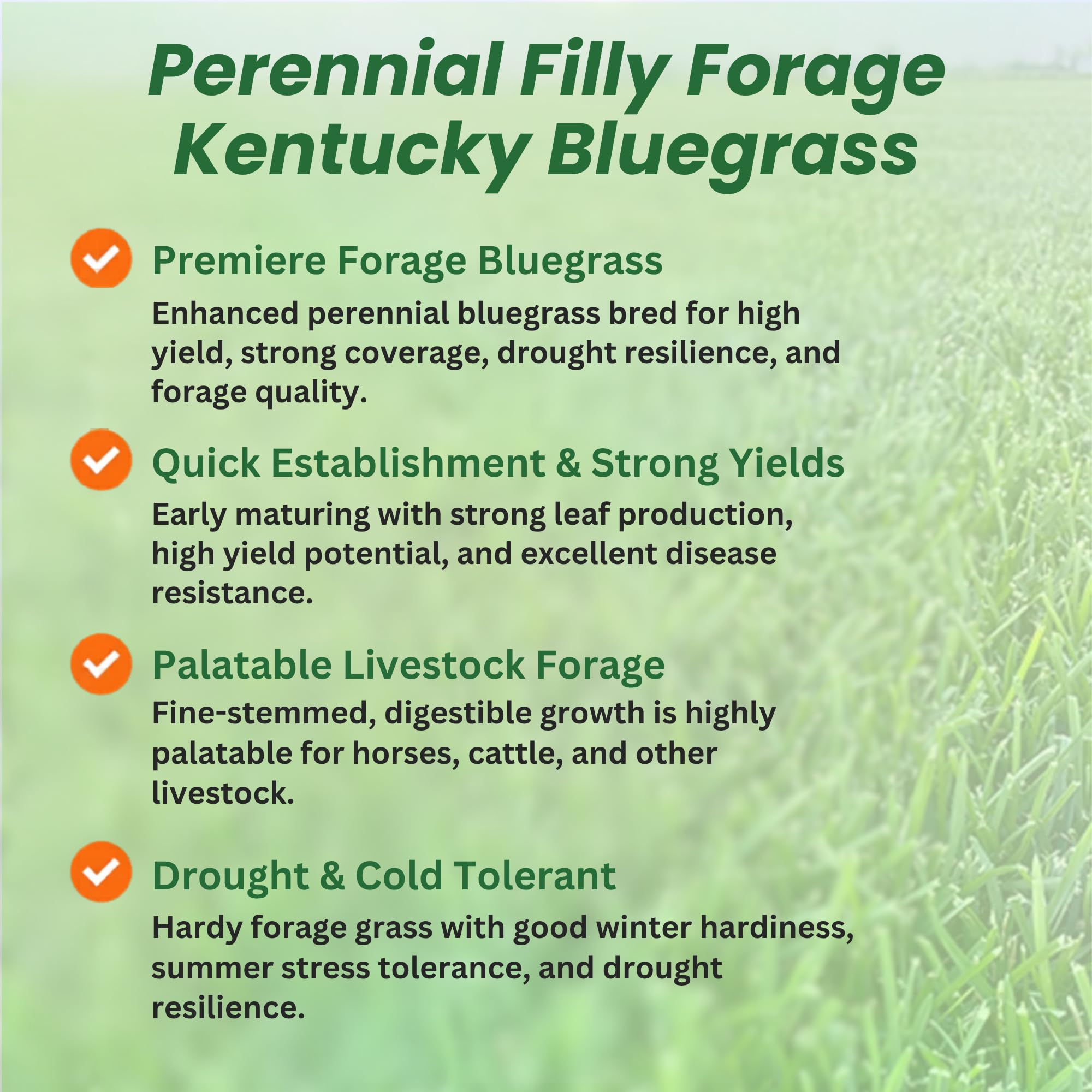 Kentucky Bluegrass Pasture Grass