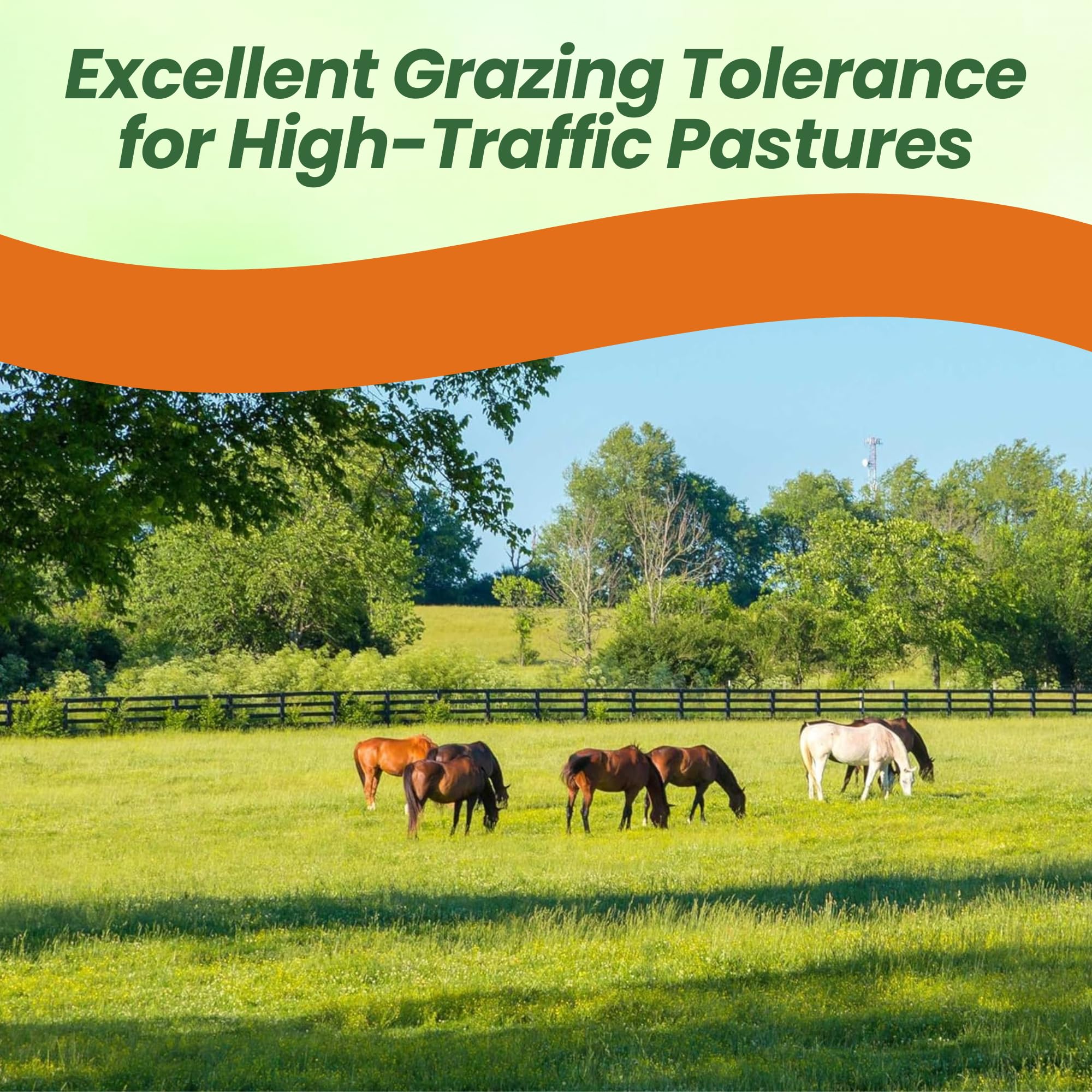 Bluegrass Pasture Grass Forage