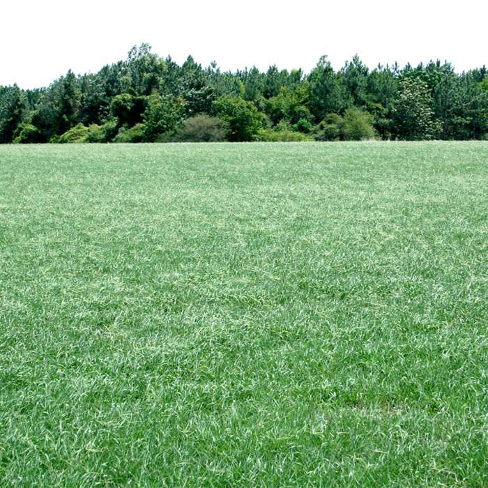 Forage Fescue Cow Pasture