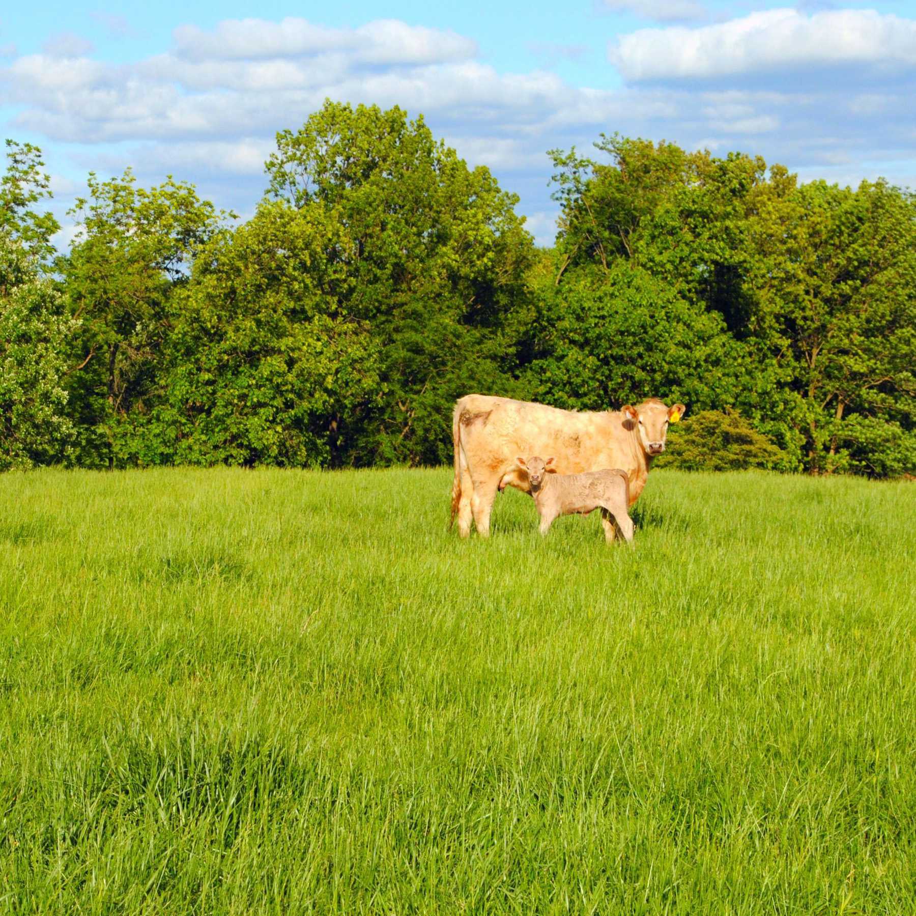 Forage Fescue Cattle Grass