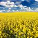 Brassica Rape Field