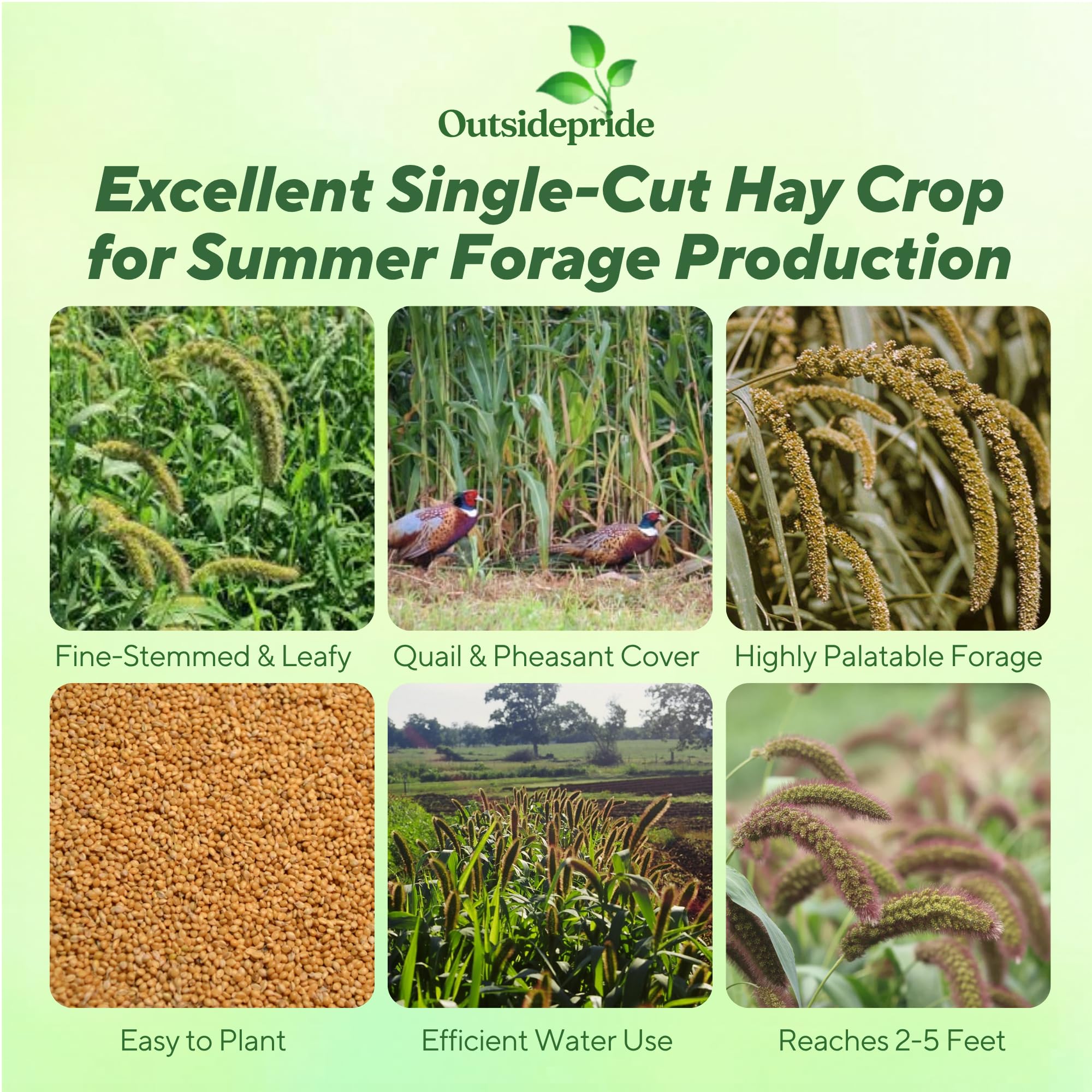 German Foxtail Millet